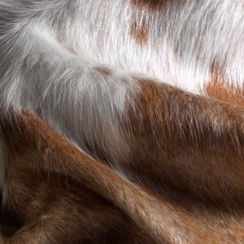 FAUNA CONTOUR