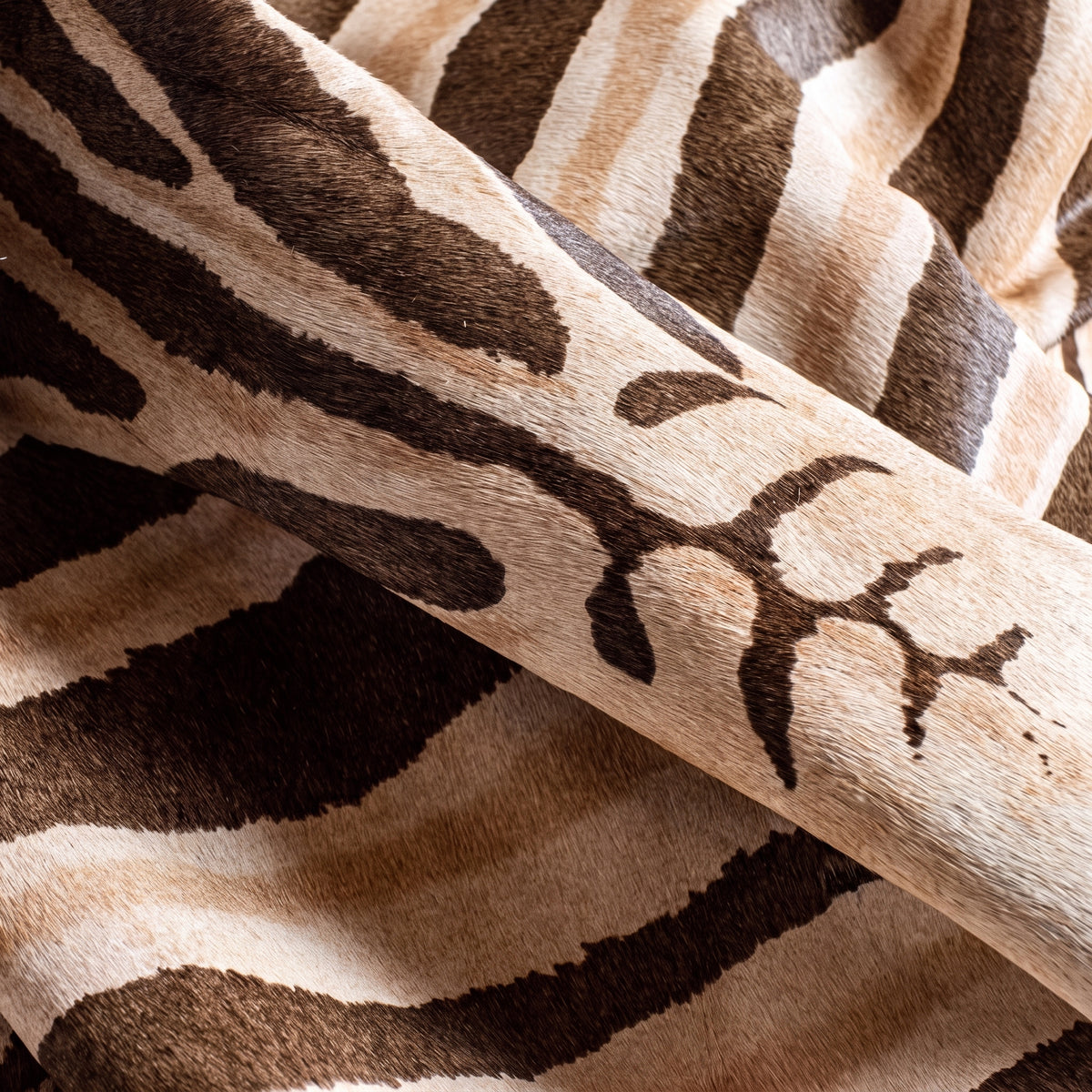 ZEBRA HOUR